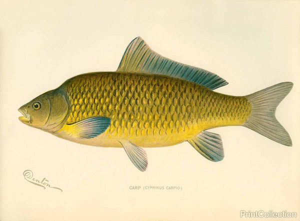 Print Collection - Carp